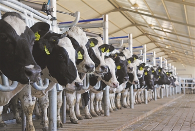 <p>　　奶牛产业健康发展。</p>