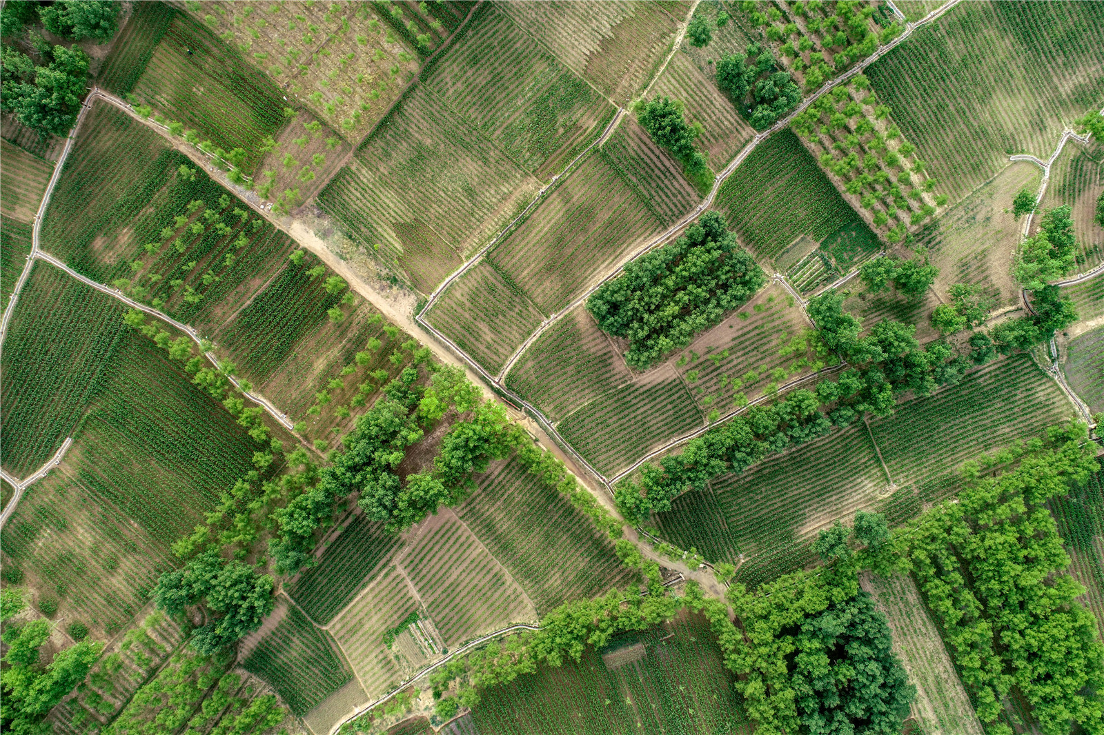 DJI_0253.jpg