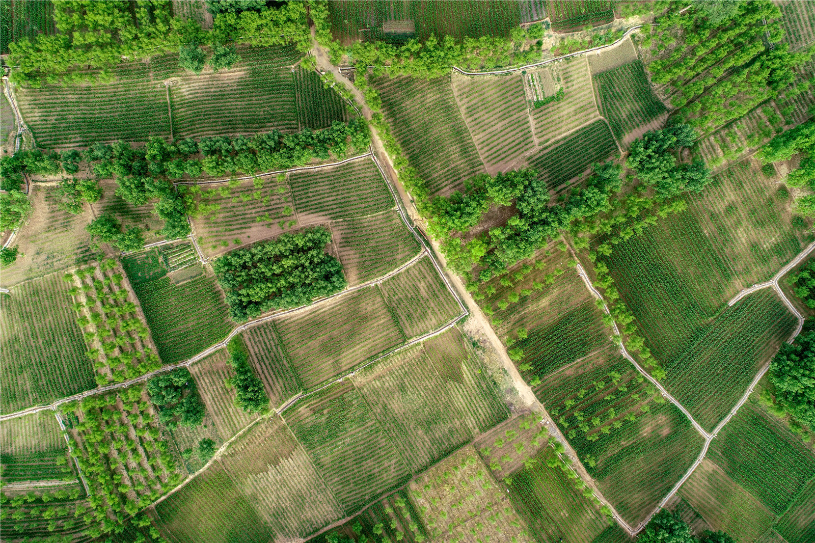 DJI_0251.jpg