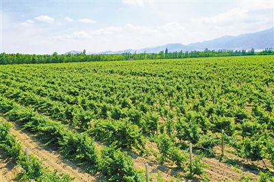 <p>　　全力打造葡萄酒产业国家现代农业产业园示范区。（本版图片均由西夏区委宣传部提供）</p>