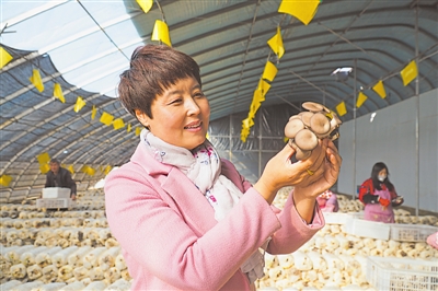 蘑菇棚“种”出幸福生活