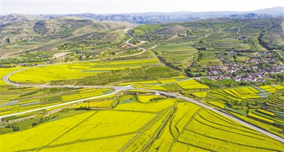 <p>七月时节，固原市隆德县观庄乡前庄村，油菜花田绵延。（资料图片）宁夏日报记者　党硕　摄</p>