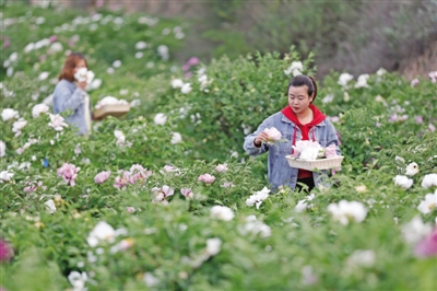 <p>　　固原市原州区河川乡牡丹基地，工人在花田里采摘油牡丹。原州区通过闽宁对口科技协作项目，种植油用牡丹，发展牡丹籽油和牡丹花茶加工等相关产业。</p><p>　　本报记者　党硕　摄</p>