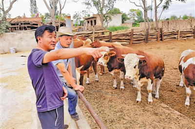 <p>　　王学锋（前）在村民家了解牛的养殖情况。</p>