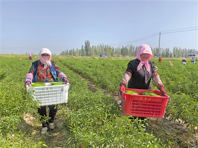 <p>　　隆源村辣椒种植基地。</p>