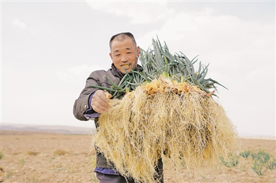 <p>　　红葱种植引领贫困村民增收致富。</p>