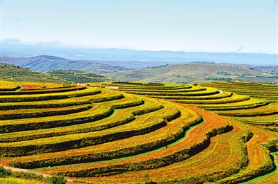 <p>　　　　金鸡坪梯田</p>