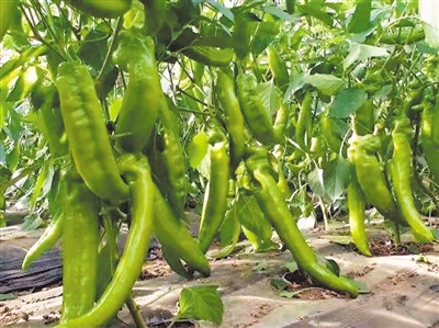 <p>　　　　彭阳辣椒</p>