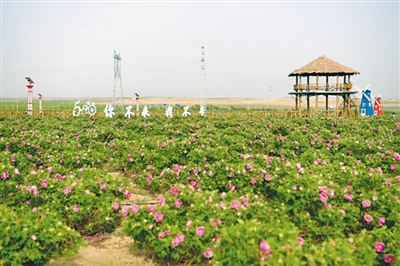 <p>　　同心县石狮开发区满春村圣峰玫瑰休闲农业观光园成为乡村旅游新去处。　</p>