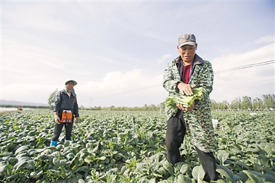 <p>工人在固原市原州区欣丰农业（河东）蔬菜种植基地采摘菜心。</p>