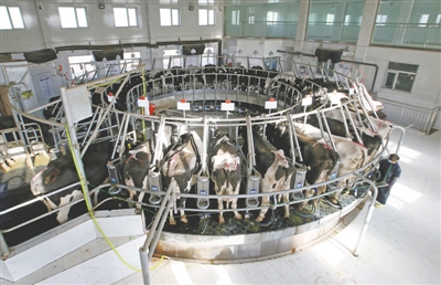 <p>　　青铜峡市峡口镇奶牛养殖核心区的自动化挤奶车间。</p><p>　　本报记者　王洋　摄</p>