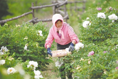 <p>　　↓　固原市原州区河川乡寨洼村村民在花田里采摘油牡丹。如今，牡丹产业可就近吸纳300多名贫困群众就业，人均年收入2万多元。　　　　　本报记者　党硕　摄</p>