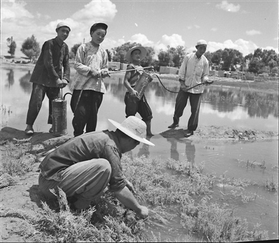 <p>　　20世纪50年代，我区农民喷洒农药消灭农作物病虫害。　　　　　　　　　　　　　　　　　　　（均资料照片）</p>
