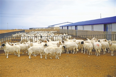 <p>　　滩羊产业成为脱贫致富的重要产业。</p>