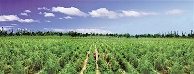 <p>　　枸杞种植基地。</p>
