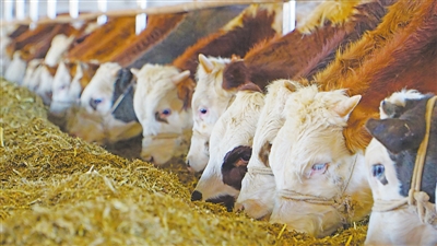 <p>　　肉牛产业走向规模化、标准化。</p>