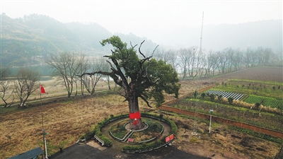 张家界市慈利县溪口镇樟树村的“红军树”。新华社发
