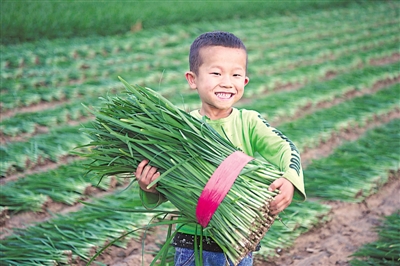 <p>　　韭菜地是致富田，也是上滩村孩子的乐园。</p>