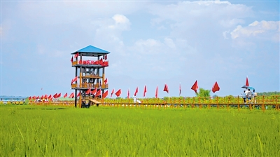 <p>　　游客观赏稻田美景。</p>