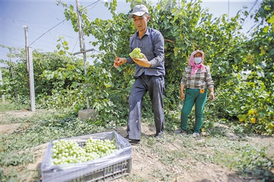 <p>大青葡萄规模化种植，为村民提供了许多工作岗位。</p>