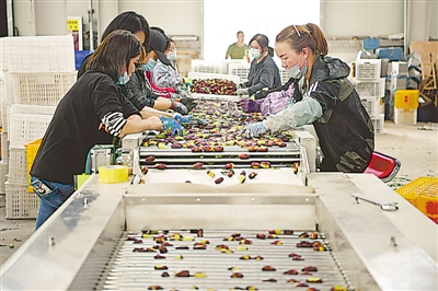 <p>　　灵武市数字经济产业园内女工们分选长枣。</p>