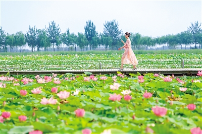     荷塘美景迎客来。