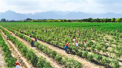 <p>　　　　茨农采摘枸杞。</p>