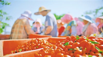 <p>　　　　鲜果经济产业成为中宁枸杞新的增长点。</p>