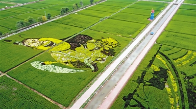 <p>　　　　中宁县余丁乡稻渔空间。</p>