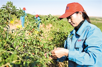 <p>　　中宁县玺赞生态枸杞庄园采用现代种植技术，保证枸杞品质。</p>