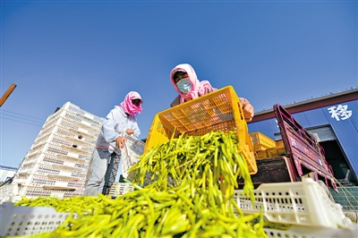 <p>　　盐池县萱惠王种植专业合作社统一收购黄花菜，并提供集中晾晒、加工的场所。后期经过统一处理、包装实现产业化，为种植户解决后顾之忧。</p>