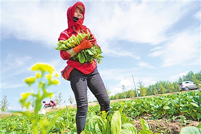 <p>　　←群众在蔬菜种植基地务工增收。</p>