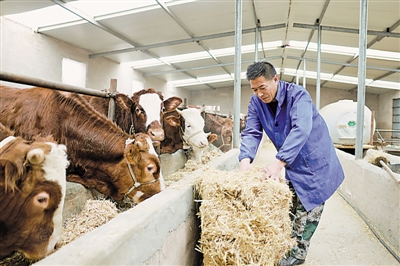 <p>　　固原市原州区头营镇大疙瘩村，村民科学养殖，定时为肉牛添加饲料。</p>