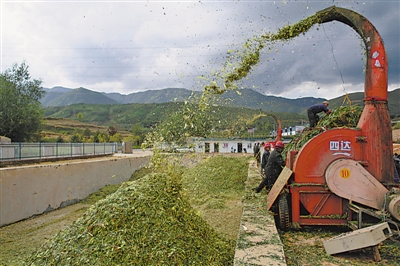 <p>　　泾源县大湾乡杨岭村，村民在加工储存青贮饲料。</p>