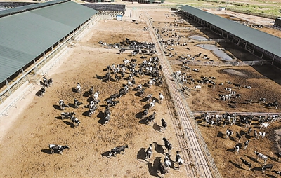 <p>五里坡奶牛生态养殖基地（局部）。本报记者　左鸣远　摄</p>
