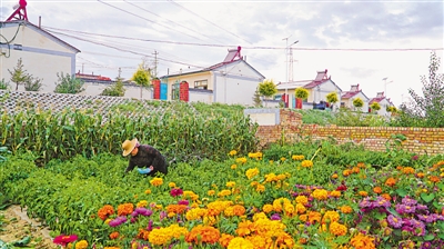 <p>　　毛春花在自家院子摘菜。（资料图片）</p>