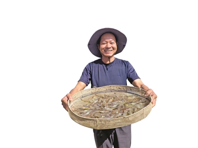 <p>常信乡新华村拱福生态科技有限公司工人捕捞鲜虾。</p>
