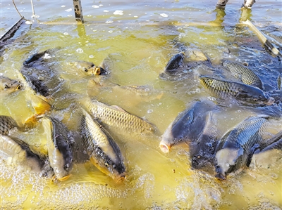 <p>贺兰县渔业养殖池塘面积占银川市渔业养殖面积的61.7%。</p>