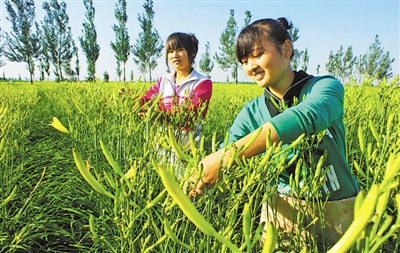 <p>　　惠安堡镇大坝村黄花菜喜获丰收。</p>