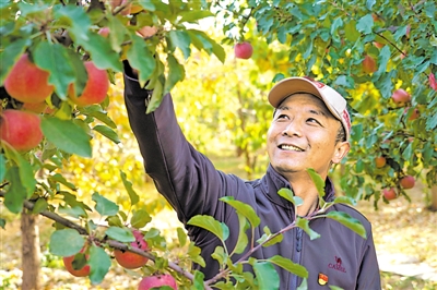 <p>　　沙坡头区苹果喜获丰收。</p>