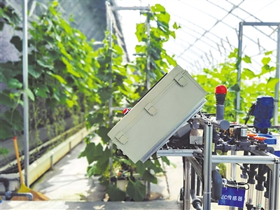 <p>温棚中的传感器是菜农的高科技“助手”。</p>