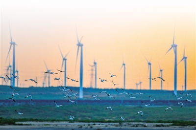 <p>候鸟、红寺堡风电场与朝阳的暖光共同构筑成一幅清洁能源产业蓬勃发展的优美画卷。</p>