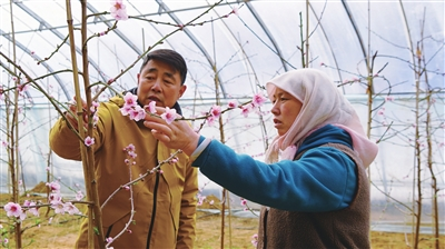 兴庆区：人勤春来早大棚生产忙