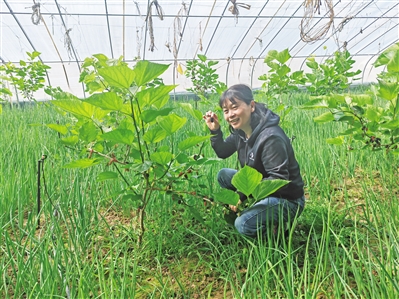 <p>赖瑞云引进种植的长果桑成功结果。</p>