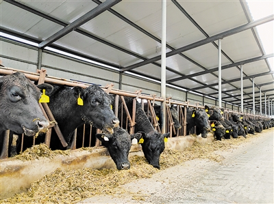     肉牛产业成为群众的“致富车间”。