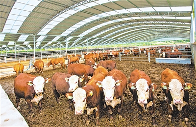 肉牛产业规模化发展。