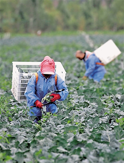 <p>工人在彭堡镇姚磨村万亩冷凉蔬菜种植基地采收西蓝花。</p>