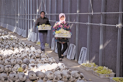 <p>　　早晨8时，马智清（左）已完成2栋大棚第一批榆黄菇采摘。</p>