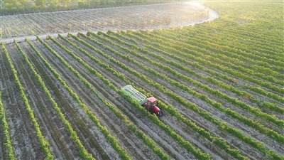 <p>　　贺兰山下的葡萄园。</p>