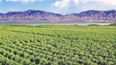 <p>枸杞种植基地。本报通讯员　朱彦荣　摄</p>